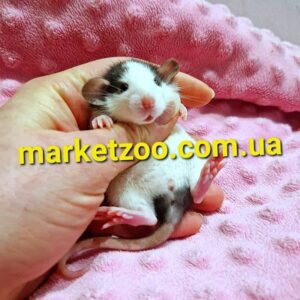 Попереднє бронювання!Щурик Дамбо,окрас"Хаскі класік",вік 2міс,хлопчик