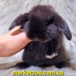 Попереднє бронювання!Порода"Mini lop",окрас "чорний",вік 1міс,хлопчик