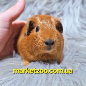 Попереднє бронювання!Порода"Каліфорнія",окрас"Оранж",вік 1міс.,хлопчик