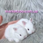 Готові до переїзду!Порода"Netherland dwarf rabbit",окрас"Білий".