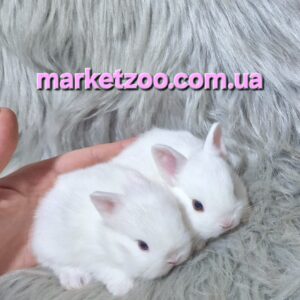 Готові до переїзду!Порода"Netherland dwarf rabbit",окрас"Білий".