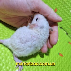 Готовий до переїзду!Щурик Дамбо рекс,окрас"Білий",хлопчик,вік 1,5міс