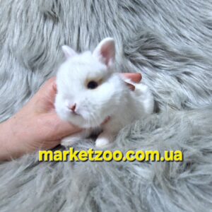 Готовий до переїзду!Порода"Netherland dwarf rabbit",окрас"Білий",вік 1міс