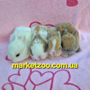 Попереднє бронювання!Порода "Netherland dwarf rabbit",вік 1міс.