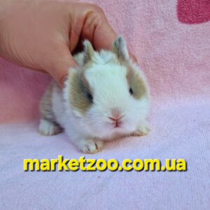 Попереднє бронювання!Порода "Netherland dwarf rabbit",окрас"спліт біло-крем"
