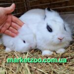 Попепеднє бронювання! Порода"Mini Lionhead",окрас"Білий",вік 1міс,хлопчик