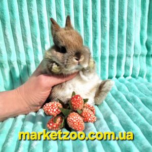Попереднє бронювання!Порода "Netherland dwarf rabbit",окрас"Тюрингенський"