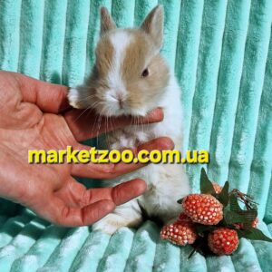 Попереднє бронювання!Порода"Netherland dwarf rabbit",окрас"біло-крем",вік 1міс,дівчинка