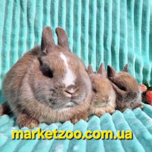 Попереднє бронювання!Порода "Netherland dwarf rabbit",окрас "Крем" та "кремовий мардер",вік 1міс