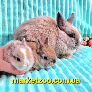 Попереднє бронювання!Порода "Netherland dwarf rabbit"