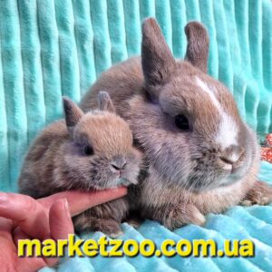 Попереднє бронювання!Порода"Netherland dwarf rabbit"