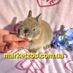 Попереднє бронювання!Порода"Netherland dwarf rabbit",окрас "Тюрингенський",вік 1міс,хлопчик