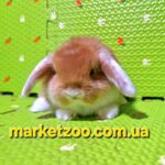 Попереднє бронювання!Порода"Mini lop",окрас"Оранж біловухий",вік 1міс.,хлопчик