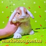 Готова до переїзду!Порода"Mini lop",окрас"Оранж біловухий",вік 1міс,дівчинка
