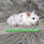 Готові до переїзду!Порода "Mini Lionhead",окрас"Білий",вік 1міс.,дівчинка і хлопчик
