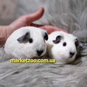 Попереднє бронювання!Порода "Каліфорнія",окрас "Білий",вік 1міс
