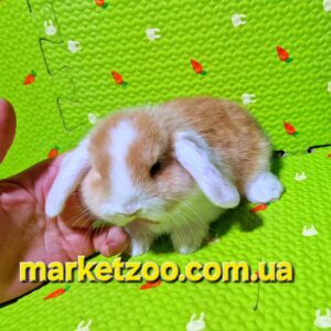 Попереднє бронювання!Порода"Mini lop",окрас"Крем біловухий",вік 1міс.,дівчинка