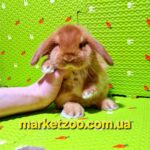 Попереднє бронювання!Порода"Mini lop",окрас "Оранж",вік 1міс,хлопчик