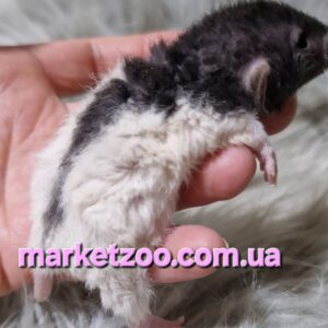 Готова до переїзду!Дамбо рекс,окрас "Чорний капюшончатий",вік 1міс,дівчинка