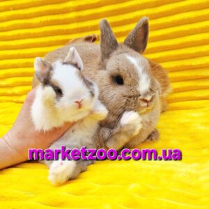Попереднє бронювання!Порода"Netherland dwarf rabbit",окрас"Спліт тюринг." ,дівчинка
