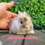 Попереднє бронювання!Порода "Mini Lionhead",окрас"Черепаховий",вік 1міс,дівчинка