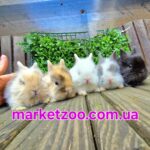 Попереднє бронювання!Порода "Lionhead".