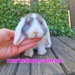 Попереднє бронювання!Порода"Mini lop",окрас"Блакитний біловухий",вік 4міс,дівчинка