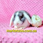 Попереднє бронювання!Порода"Mini lop",окрас"Блакитний біловухий",вік 1міс,дівчинка
