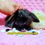 Попереднє бронювання!Порода"Mini lop",окрас"Чорний",вік 1міс,хлопчик