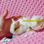 Попереднє бронювання!Порода"Lionhead",окрас"Білий&оранж",вік 1міс,хлопчик