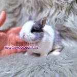 Попереднє бронювання!Порода "Netherland dwarf rabbit",окрас"Блакитний оттер&спліт",вік 1міс.,дівчинка
