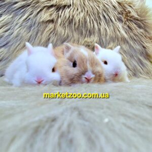 Попереднє бронювання!Порода "Mini netherland dwarf rabbit",вік 1міс
