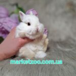 Готовий до переїзду!Порода "Mini NDR",вік 1міс,хлопчик