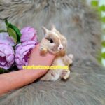 Попереднє бронювання!Порода"Mini netherland dwarf rabbit",вік 1міс,хлопчик