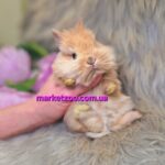 Попереднє бронювання!Порода "Lionhead",окрас"Жовтий",вік 1міс,хлопчик