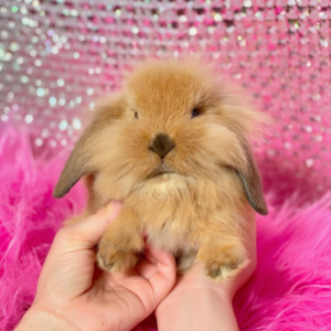 Попереднє бронювання!Порода"Mini lion lop",окрас"Тюрингенський"