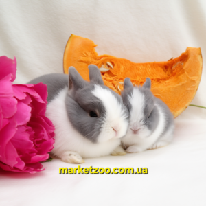 Попереднє бронювання!Порода"Netherland dwarf rabbit",окрас"Блакитно-білий",вік 1міс,дівчинка