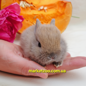 Попереднє бронювання!Порода"Netherland dwarf rabbit",окрас"Ліловий",вік 1міс,хлопчик