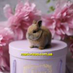 Готовий до переїзду!Порода"Netherland dwarf rabbit",окрас"Тюрингенський",вік 1міс,хлопчик