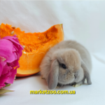 Попереднє бронювання!Порода"Mini lop",окрас"Ліловий",вік 1міс,хлопчик