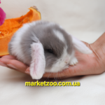Попереднє бронювання!Порода"Mini lop",окрас"Блакитно-білий біловухий",вік 1міс,дівчинка