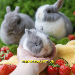 Попереднє бронювання!Порода"Netherland dwarf rabbit",вік 1міс,дівчинка