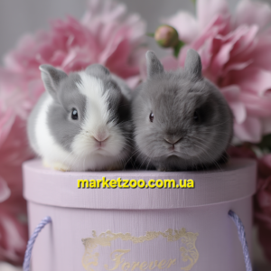 Попереднє бронювання!Порода"Netherland dwarf rabbit",вік 1міс.,дівчатка