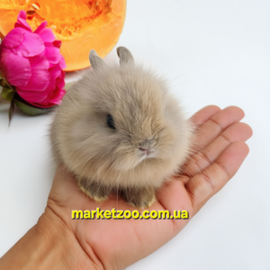Попереднє бронювання!Порода"Lionhead",вік 1міс,дівчинка