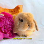Попереднє бронювання!Порода "Mini lop",окрас"Оранж",вік 1міс,хлопчик