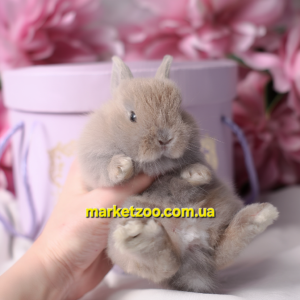 Попереднє бронювання!Порода"Netherland dwarf rabbit",вік 1міс,хлопчик