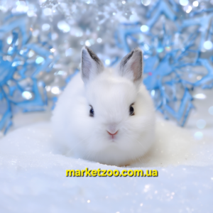 Попереднє бронювання!Порода"Netherland dwarf rabbit",окрас"Хотот",вік 3міс,хлопчик