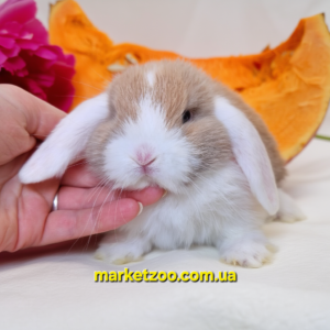 Попереднє бронювання!Порода"Mini lop",окрас"Ліловий біловухий",вік 1міс,дівчинка