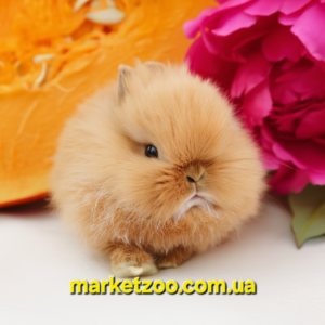 Попереднє бронювання!Порода "Lionhead",окрас"Тюрингенський",вік 1міс,хлопчик