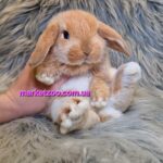 Готовий до переїзду!Порода "Mini lop",окрас"Оранж",вік 1міс,хлопчик